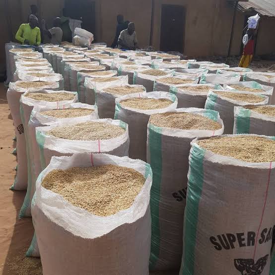 Golden Maize